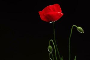 vermelho papoula flor em Preto fundo foto