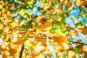 outono laranja multicolorido folhas em uma árvore. natural fundo, outono foto