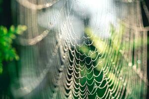 natural fundo. teias de aranha dentro orvalho gotas em uma verde plantar foto