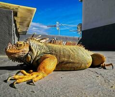 iguana aquecendo dentro a Sol foto