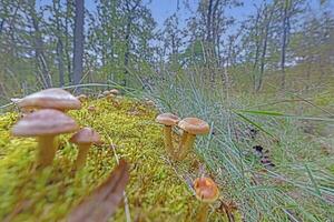 cenário do uma grupo do cogumelos em uma árvore tronco dentro outono foto