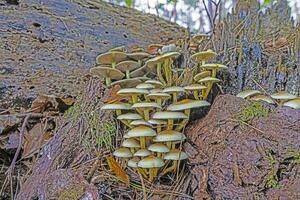 cenário do uma grupo do cogumelos em uma árvore tronco dentro outono foto