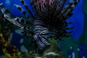 seletivo foco do natação peixe-Leão. foto