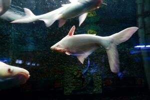 seletivo foco do albino genghis cã peixe escolas. foto