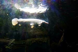 seletivo foco do jacaré peixe natação dentro uma profundo aquário. foto