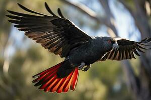 uma beautful vermelho atado Preto cacatua. ai gerado foto