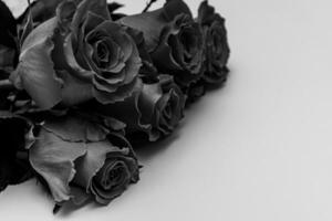 Preto rosas em uma branco fundo. foto
