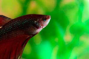 vermelho galo aquário peixe. peixe poses em uma verde e laranja borrado fundo. a corpo do a peixe é alongado, e a barbatanas estão espalhar fora. a balanças do a peixe cintilar e refletir claro. foto