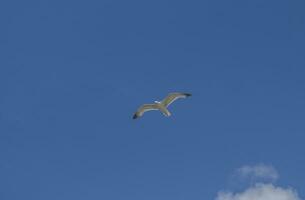 gaivota vôo Alto dentro a azul céu foto