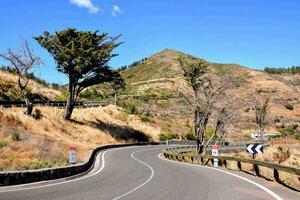 uma enrolamento estrada com uma árvore em a lado foto