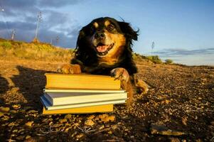 cão e livros foto