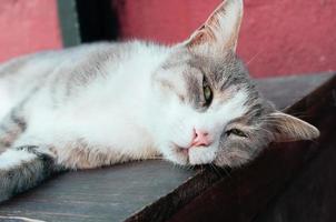 gato de rua cinza fofo deitado em uma caixa de madeira foto