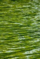 pequeno ondas dentro a verde água foto