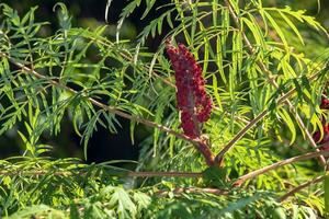 rhus tifina dentro Outubro. rhus tifina, veado sumagre, é uma espécies do floração plantar dentro a anacardiaceae família. foto