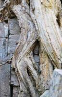 escultura em pedra da face entortada pela raiz de uma árvore no templo ta prohm siem ceife foto