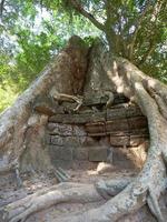 raiz de árvore e parede de pedra no templo ta prohm, siem reap cambodia. foto