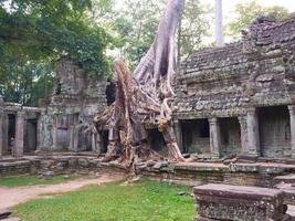 raiz aérea da árvore no templo preah khan, siem reap cambodia foto