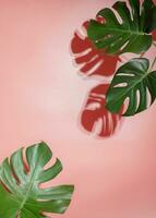 monstera folhas em Rosa fundo. flora papel de parede pano de fundo. foto