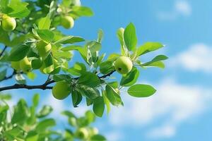 ai gerado maçã árvore galhos, folhas e fruta fechar-se, Visão a partir de chão, azul céu fundo. colheita estação foto