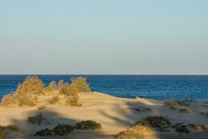 areia dunas com Relva e arbustos às a azul mar foto