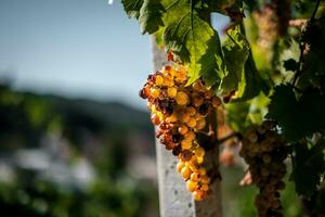 a videiras e cachos do uvas dentro a outono colheita período, dentro a piemontês Langhe do serralunga, perto Alba, casa do italiano vinho foto