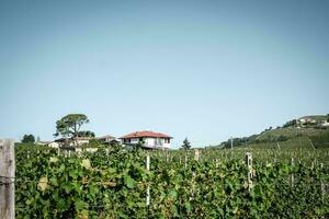 paisagens do vinhas dentro a piemontês langhe, dentro a Tempo do a colheita, dentro a outono do 2023. produtores do italiano vinho foto