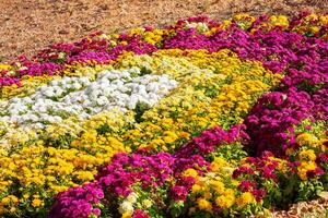 crisântemos colori jardim campo, verão plantar fresco flora ao ar livre. ai gerado. foto