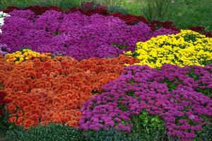 crisântemos colori jardim campo, verão plantar fresco flora ao ar livre. ai gerado. foto