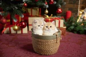fofa britânico chinchila gatinhos estão sentado dentro uma cesta debaixo uma Natal árvore com presentes foto