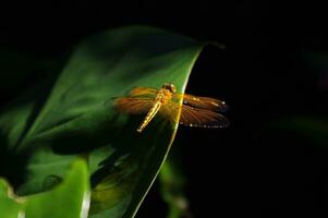 uma fechar acima cenário do a amarelo gafanhoto, ou comum sombrinha ou gavião libélula ou neurothemis flutuante foto