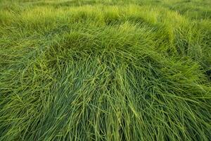 grandes verde Relva abstrato padronizar textura pode estar usava Como uma natural fundo papel de parede foto