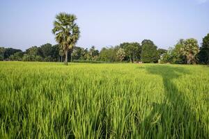 agricultura panorama Visão do a grão arroz campo dentro a campo do Bangladesh foto