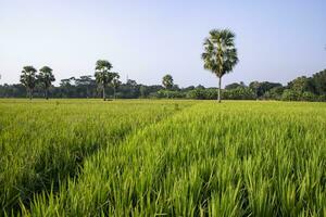 agricultura panorama Visão do a grão arroz campo dentro a campo do Bangladesh foto