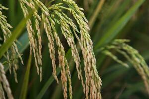 dourado grão arroz Espinho colheita do arroz campo. seletivo foco foto