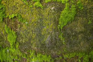 fungos verde musgo velho concreto parede abstrato textura fundo papel de parede. oxidado, sujo, corajoso vintage fundo foto