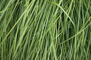 verde grandes Relva padronizar textura pode estar usava Como uma natural fundo papel de parede foto