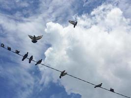 pombos sentados em um fio elétrico com céu azul e nuvens foto