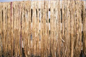 dourado juta fibra padronizar textura pode estar usava Como fundo papel de parede. isto é a chamado dourado fibra dentro Bangladesh foto