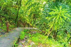 trilha de caminhada na floresta tropical palmeiras koh samui Tailândia. foto