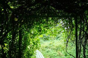 arco do verde árvores abstrato fundo. foto