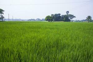 agricultura panorama Visão do a grão arroz campo dentro a campo do Bangladesh foto