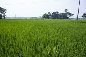 agricultura panorama Visão do a grão arroz campo dentro a campo do Bangladesh foto