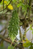 cabaço amargo ou vegetal saudável cru corola pendurado na árvore do jardim com o fundo desfocado foto