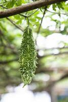 cabaço amargo ou vegetal saudável cru corola pendurado na árvore do jardim com o fundo desfocado foto