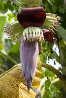 Flor banana flor é uma saudável nutrição vegetal em a jardim árvore foto