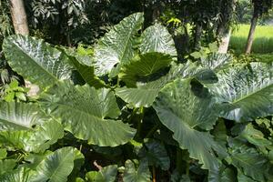 verde alocasia ou elefante orelha árvore plantar natural textura fundo foto