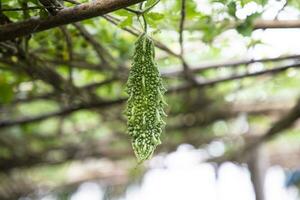 cabaço amargo ou vegetal saudável cru corola pendurado na árvore do jardim com o fundo desfocado foto