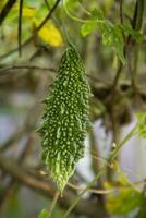 cabaço amargo ou vegetal saudável cru corola pendurado na árvore do jardim com o fundo desfocado foto