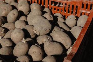 batatas orgânicas em uma caixa antes de plantar no jardim na primavera. foto