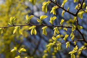 folhas novas de ulmus parvifolia, olmo de folhas pequenas foto